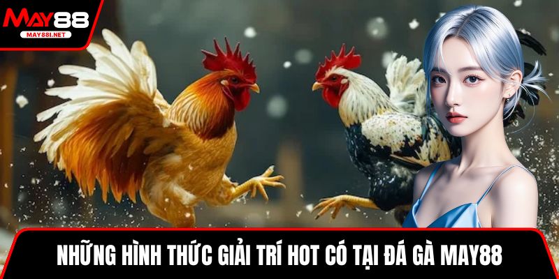 Những hình thức giải trí hot có tại đá gà MAY88