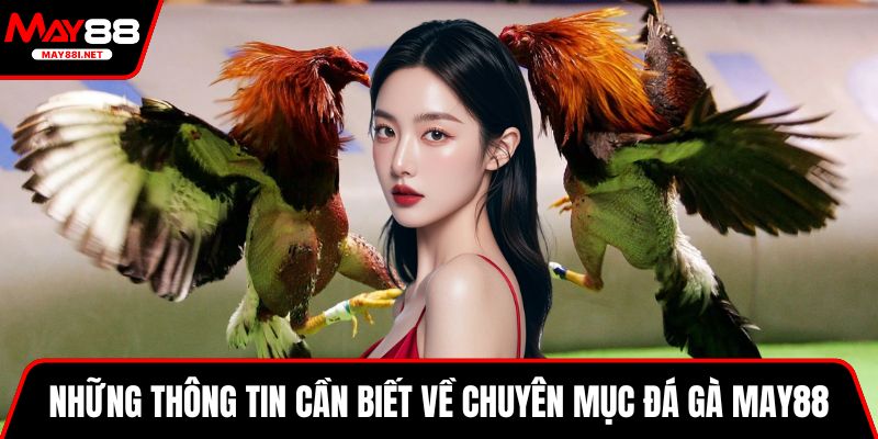Những thông tin cần biết về chuyên mục đá gà MAY88