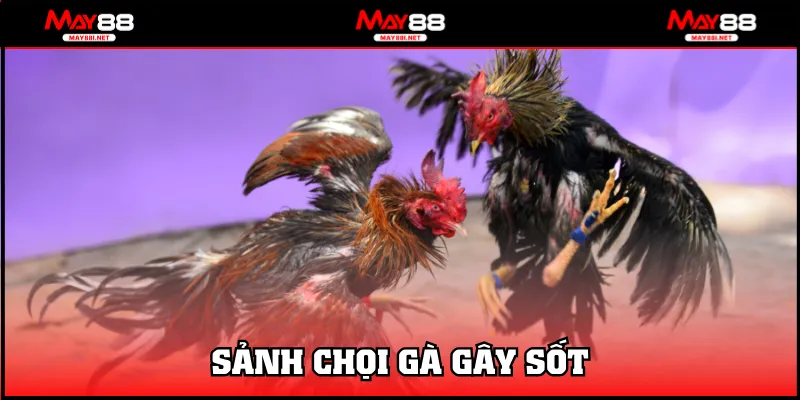 Sảnh chọi gà gây sốt