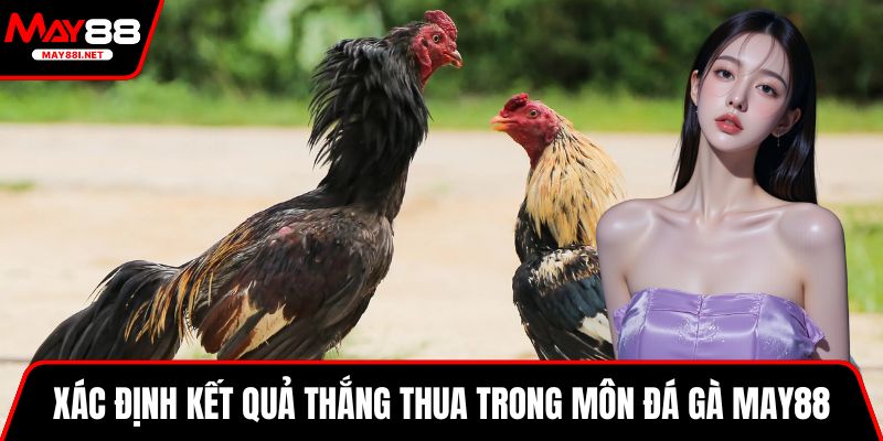 Xác định kết quả thắng thua trong môn đá gà MAY88